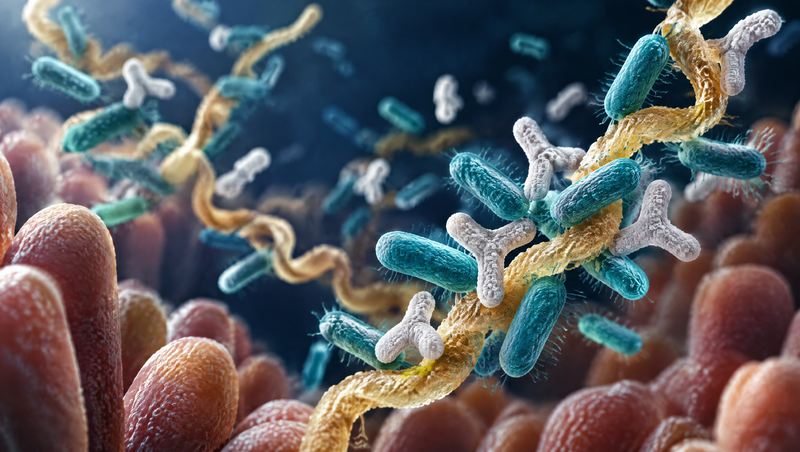 Probiotics and Prebiotics: Why Your Gut Needs Both